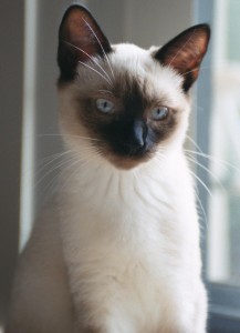 Peewee2